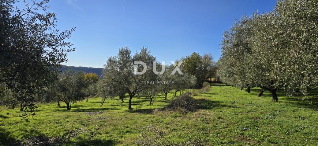 ISTRIA, PIĆAN - Building land, olive grove, vineyard, arable land, complete solitude and fantastic v