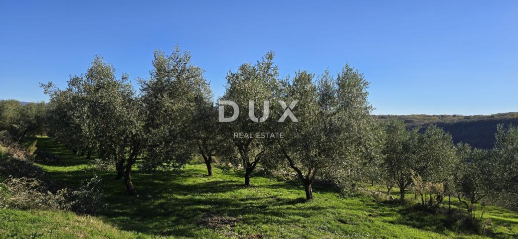 ISTRIA, PIĆAN - Building land, olive grove, vineyard, arable land, complete solitude and fantastic v