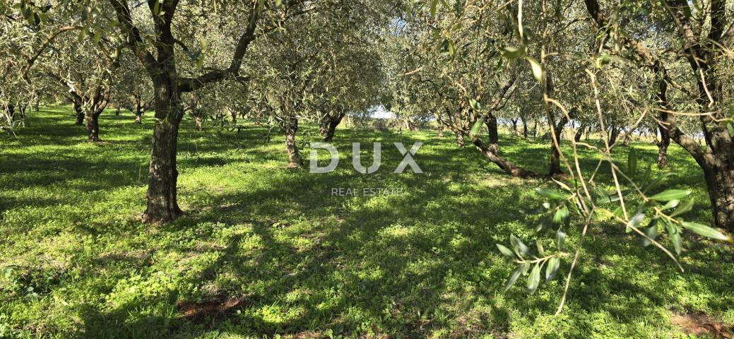 ISTRIA, PIĆAN - Building land, olive grove, vineyard, arable land, complete solitude and fantastic v