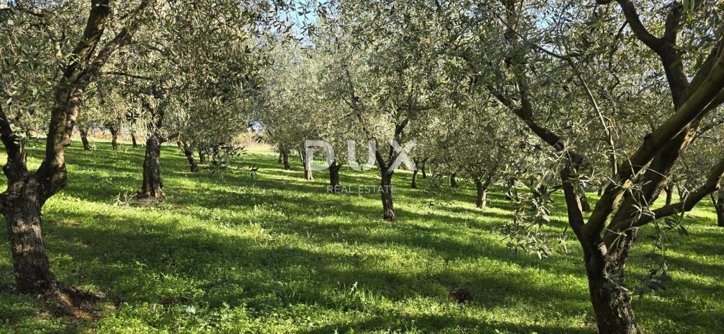 ISTRIA, PIĆAN - Building land, olive grove, vineyard, arable land, complete solitude and fantastic v