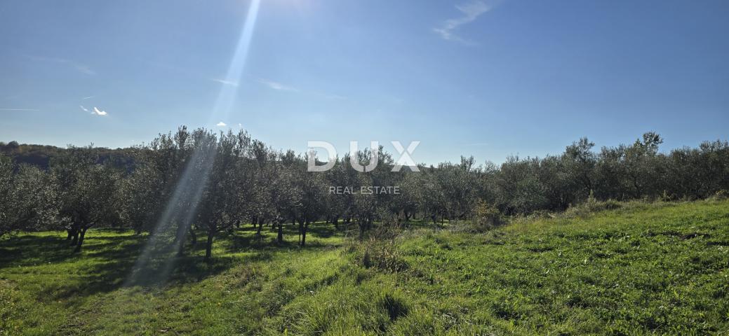 ISTRIA, PIĆAN - Building land, olive grove, vineyard, arable land, complete solitude and fantastic v