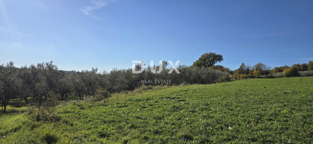 ISTRIA, PIĆAN - Building land, olive grove, vineyard, arable land, complete solitude and fantastic v