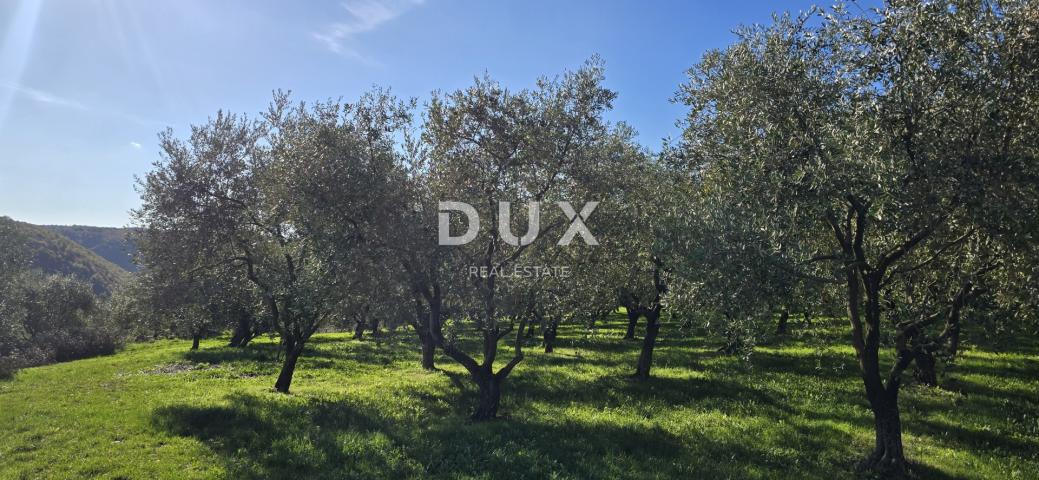 ISTRIA, PIĆAN - Building land, olive grove, vineyard, arable land, complete solitude and fantastic v