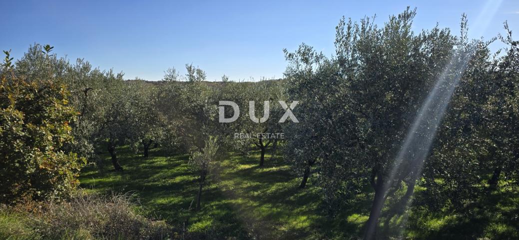 ISTRIA, PIĆAN - Building land, olive grove, vineyard, arable land, complete solitude and fantastic v