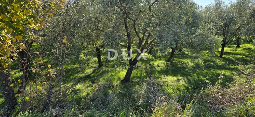 ISTRIA, PIĆAN - Building land, olive grove, vineyard, arable land, complete solitude and fantastic v