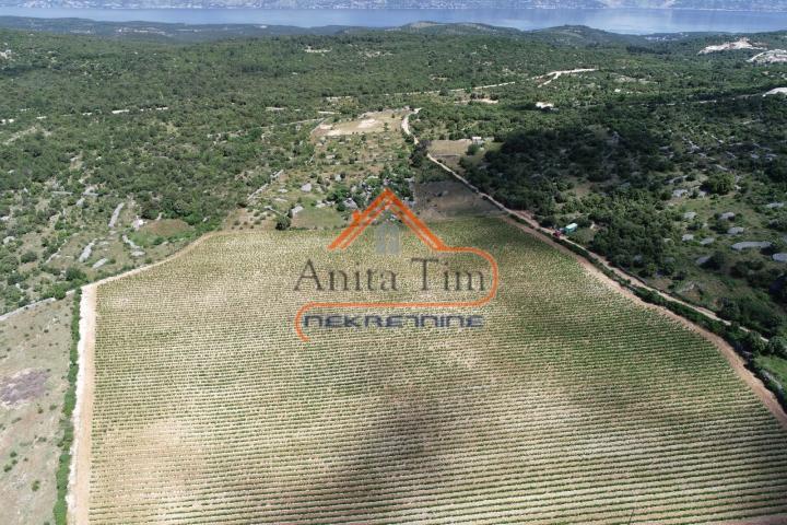 BRAČ - BRUSJE VINOGRAD, RIJETKO NA TRŽIŠTU