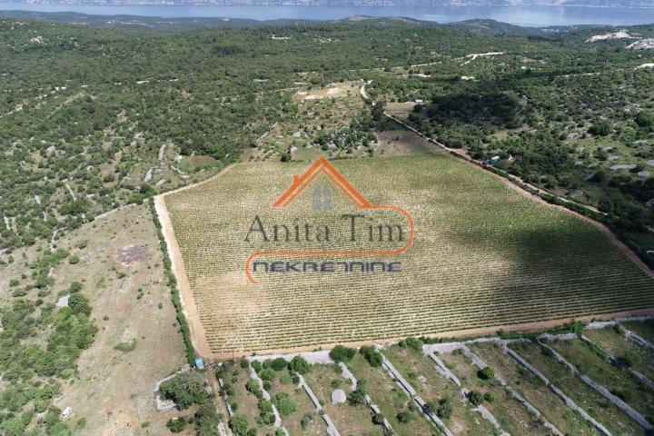 BRAČ - BRUSJE VINOGRAD, RIJETKO NA TRŽIŠTU
