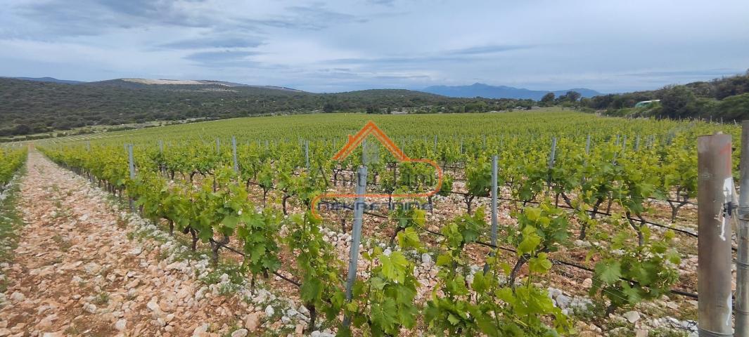 BRAČ - BRUSJE VINOGRAD, RIJETKO NA TRŽIŠTU