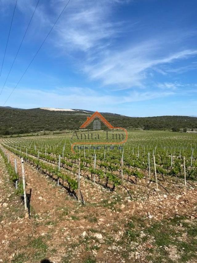 BRAČ - BRUSJE VINOGRAD, RIJETKO NA TRŽIŠTU