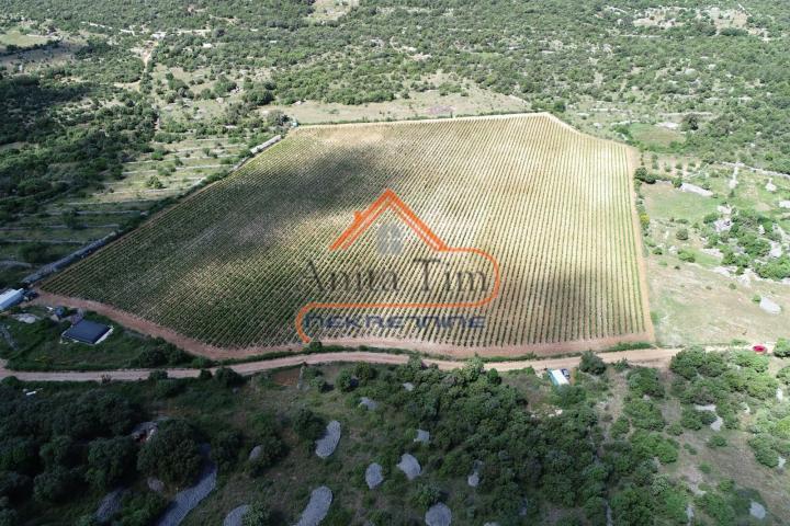BRAČ - BRUSJE VINOGRAD, RIJETKO NA TRŽIŠTU