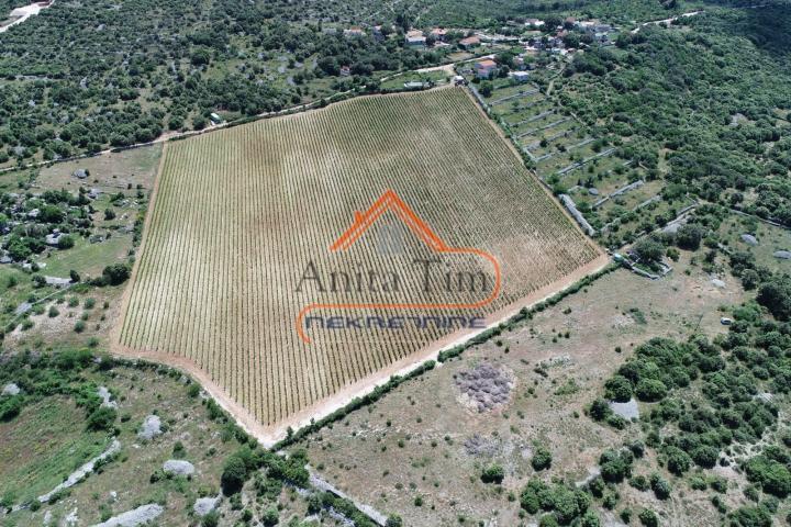BRAČ - BRUSJE VINOGRAD, RIJETKO NA TRŽIŠTU