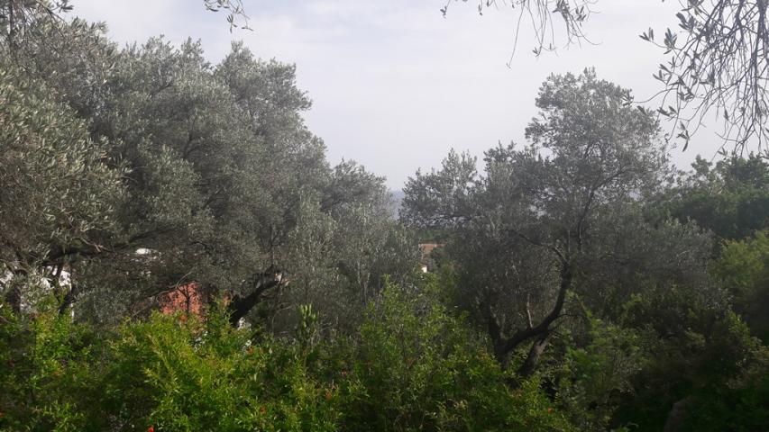Land in Budva