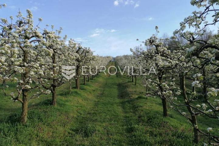 Baranja, Popovac, imanje s tri objekta, bazenom i 6ha zemlje proizvodnja