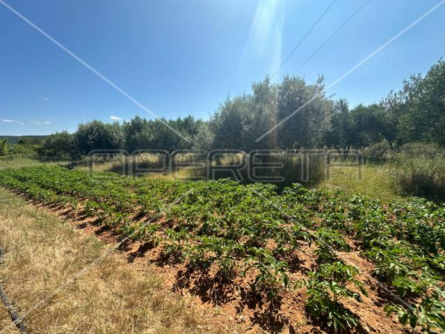 Poljoprivredno zemljište idealno za agroturizam, Dazlina, 45.000 m2
