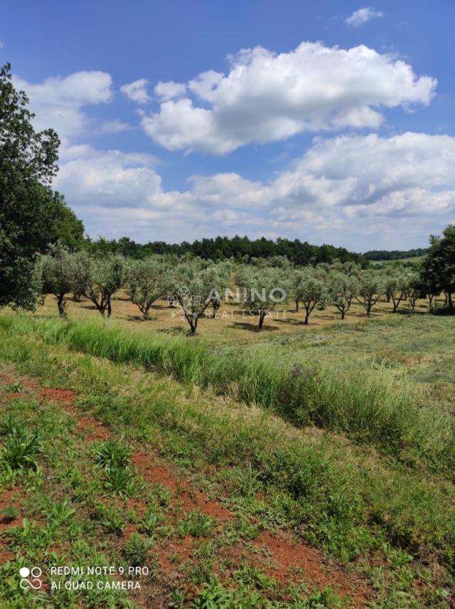 Maslinik s potencijalom – 3.280 m², 80 maslina, Istra