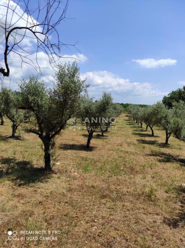 Maslinik s potencijalom – 3.280 m², 80 maslina, Istra