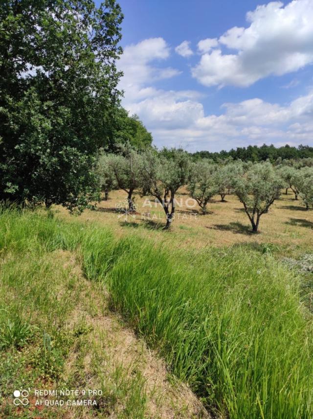 Maslinik s potencijalom – 3.280 m², 80 maslina, Istra
