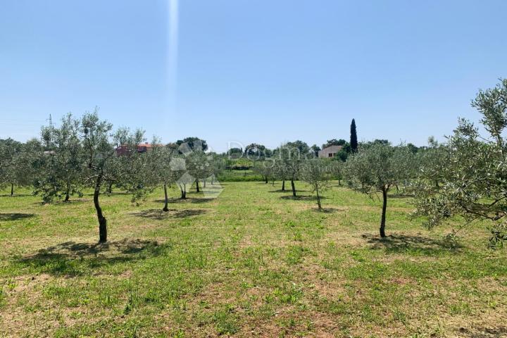 ROVINJ – MASLINIK!!!