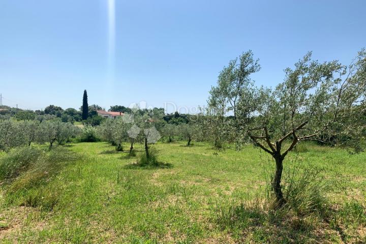 ROVINJ – MASLINIK!!!