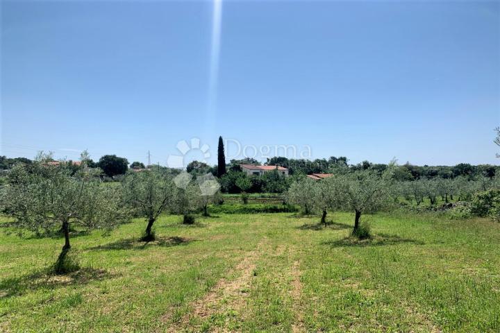 ROVINJ – MASLINIK!!!