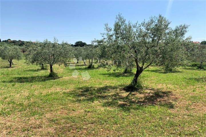 ROVINJ – MASLINIK!!!