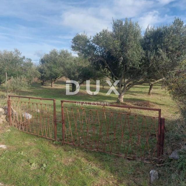 ZADAR, PRIVLAKA - Olive grove with 48 olive trees 370 meters from the sea!