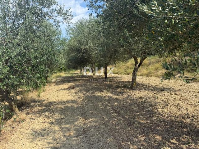 ISTRA, GROŽNJAN - Građevinsko zemljište s predivnim pogledom i maslinama