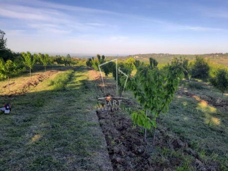 Grocka, Drenje, voćnjak 62. 5 ari ID#8317