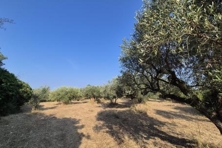 Istra, Peroj, zemljište s maslinicima