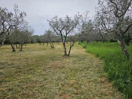 ISTRA, FAŽANA - Predivan maslinik s istarskim kažunom 3. 170 m2