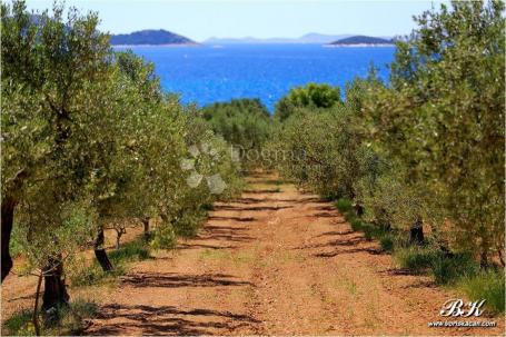 POLJOPRIVREDNO ZEMLJIŠTE- SUTIVAN, OTOK BRAČ