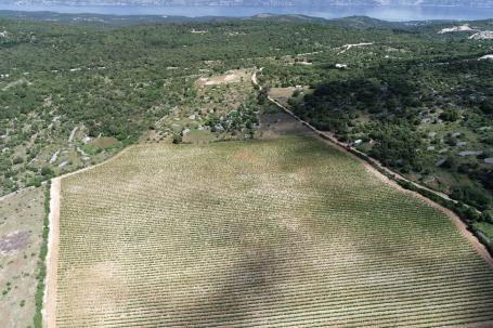 BRAČ - BRUSJE VINOGRAD, RIJETKO NA TRŽIŠTU