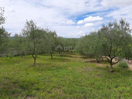 Land Pridraga, Novigrad, 1.080m2