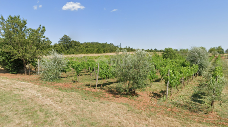 ISTRIEN, BALE - Landwirtschaftliches Land mit einem reichen Weinberg und Olivenhain