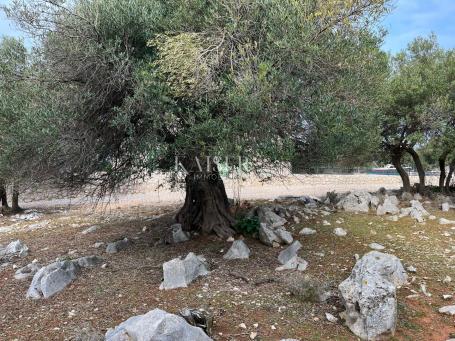 Die Insel Pag, Lun - ein einzigartiges Baugrundstück mit einem Olivenhain