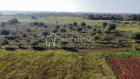 Umag, surroundings - beautiful agricultural land with an olive grove