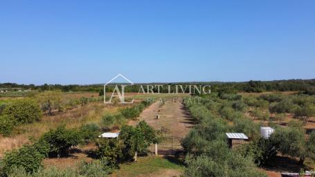 Istria; Umag, surroundings - a spacious property with a large olive grove and a detached building