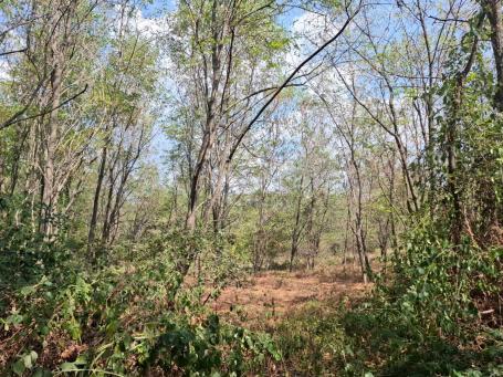 ISTRIA, KAŠTELIR - A spacious forest near the village