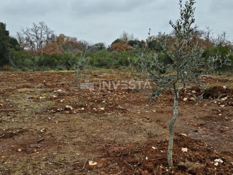 Young olive grove in Peroj, 500 meters from the beach!