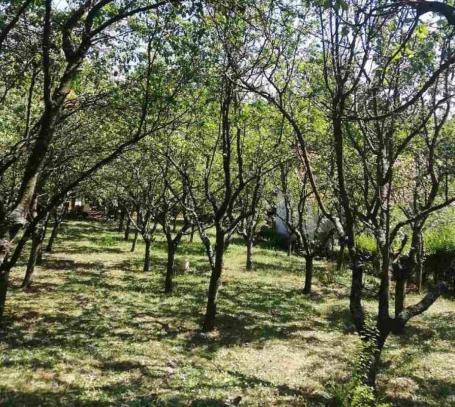 Prodaja placa u Maradiku!