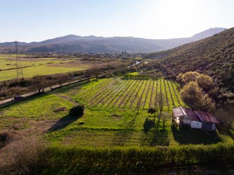 Imanje 13.000m2 sa vinogradom, Beri - Podgorica