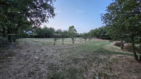 Building land Building land in Tinjane (Istria), 3,623 m²