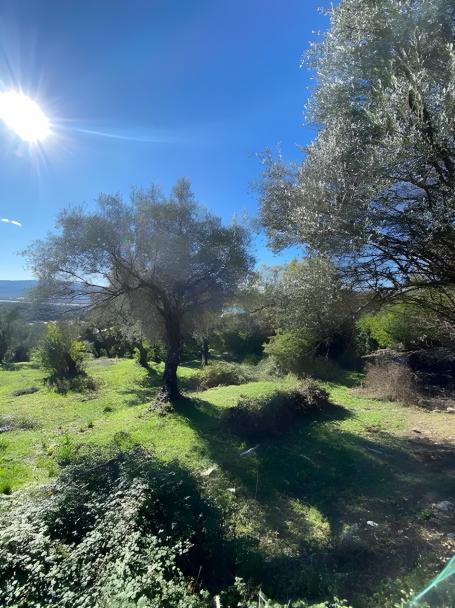Plac sa pogledom na more 1258m2 Tivat-Mrcevac