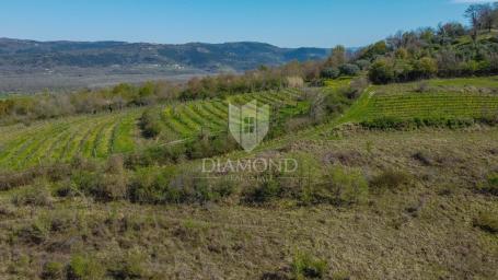 Motovun, okolica, zemljište 12.700m2 na mirnoj lokaciji s otvorenim pogledom!