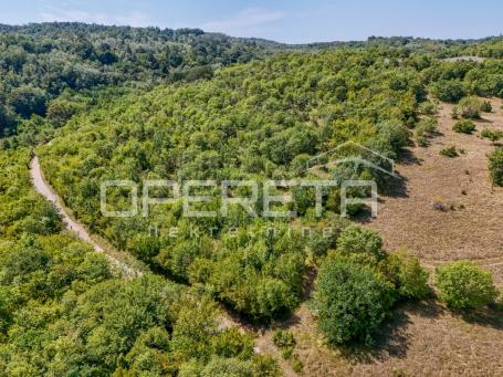 Istra, šuma u okolici Karojbe