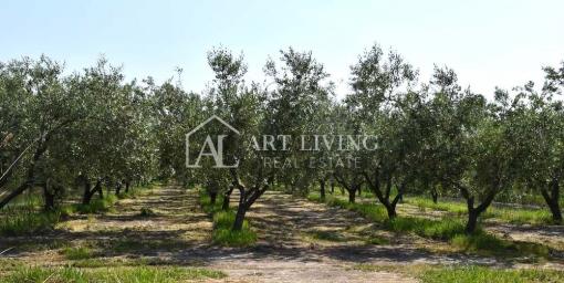 Istra, Novigrad, okolica-vrijedno poljoprivredno zemljište s maslinikom