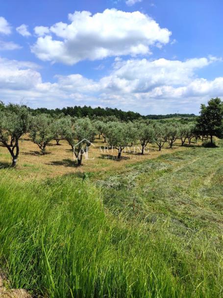 Istra, Poreč, okolica-atraktivno poljoprivredno zemljište s maslinikom