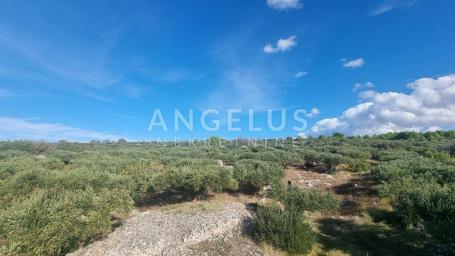 Croatia, Brač, Sutivan - spacious olive grove 14,738 m2