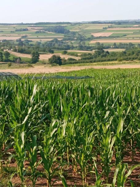 Poljoprivredno zemljište, Šljivovac kod Kragujevca – 4734 m2, započet objekat 30 m x 6,5 m