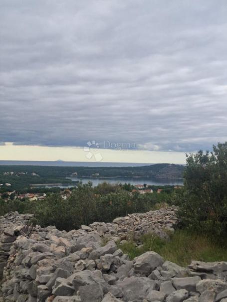 MASLINIK S POGLEDOM NA MORE MILNA BRAČ
